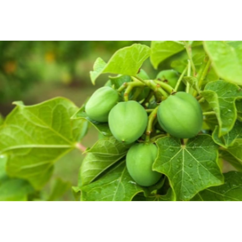 CARELIKA Exotic Body Scrub – kehakoorija greibi, meresoola ja mandariini eeterliku õliga, 200 ml