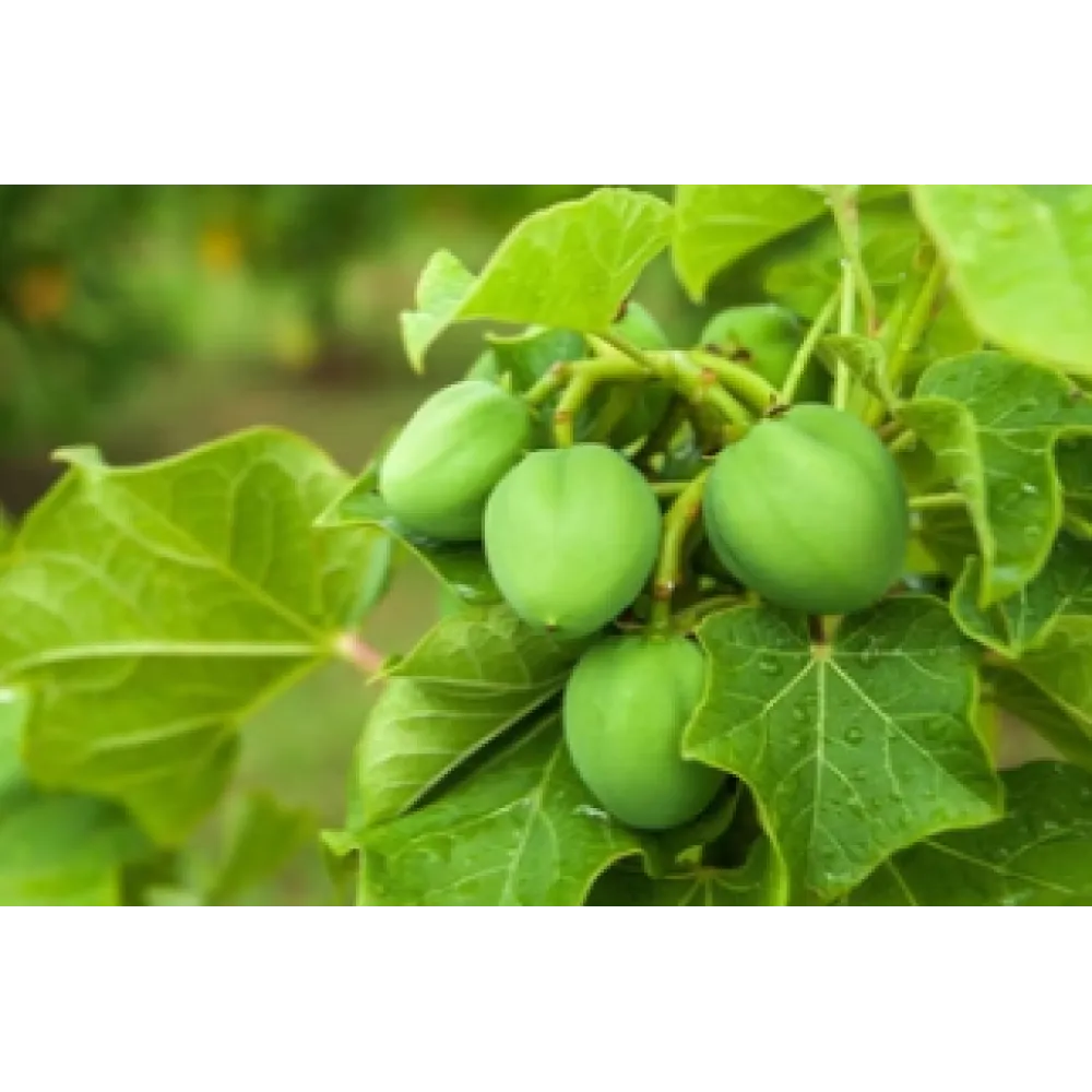 CARELIKA Gold kehakoorija – kuldsete glitterite, kaviaari ekstrakti ja taimse glütseriiniga, 200 ml