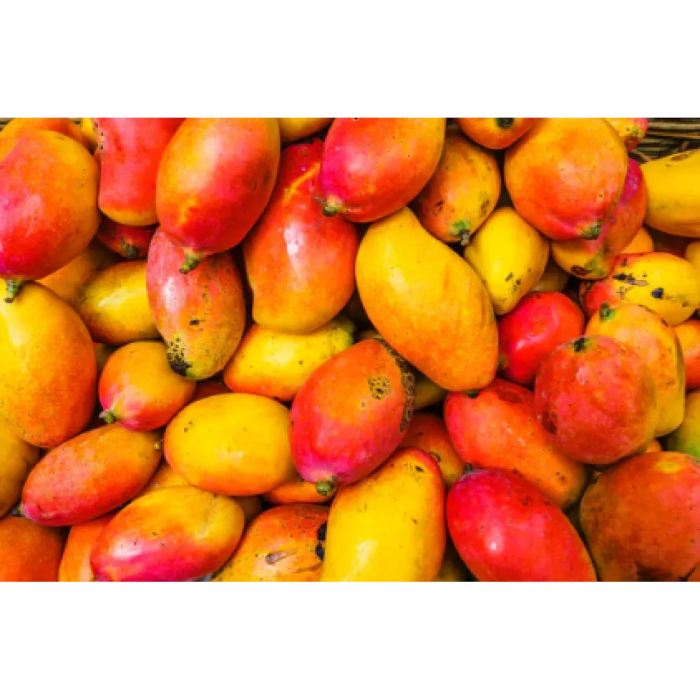 CARELIKA Exotic Body Butter — toitav kehavõi naha pehmendavate omadustega, 250 ml